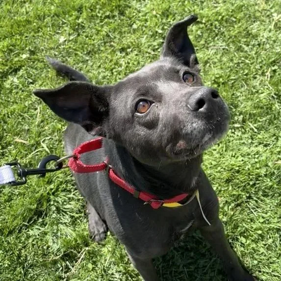 An adult medium-sized female Black Mixed Breed dog named Jojo for adoption in Middletown, RI