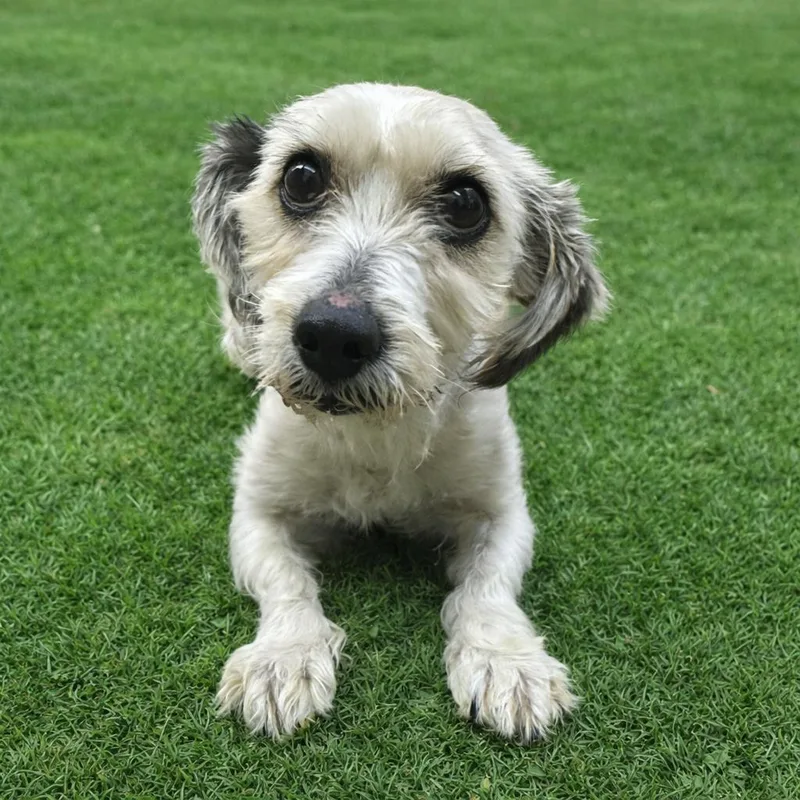 An adult small-sized female White / Cream Bichon Frise dog named Kimmy for adoption in Waldorf, MD