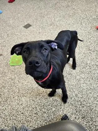 A baby medium-sized female Great Dane dog named Perla for adoption in Westland, MI