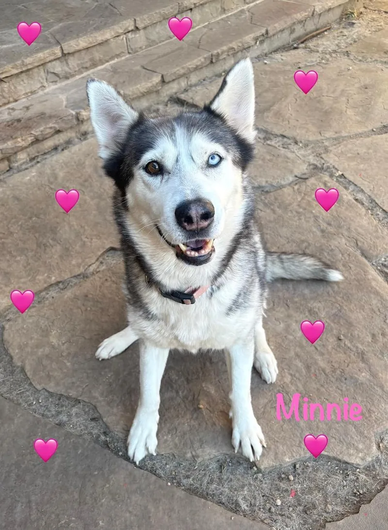 An adult medium-sized female Husky dog named Minnie for adoption in Lavon, TX