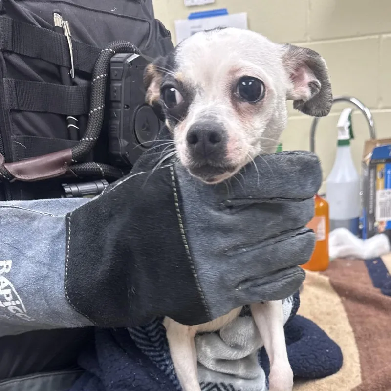 An adult small-sized female White / Cream Mixed Breed dog named Gigi for adoption in Columbus, GA