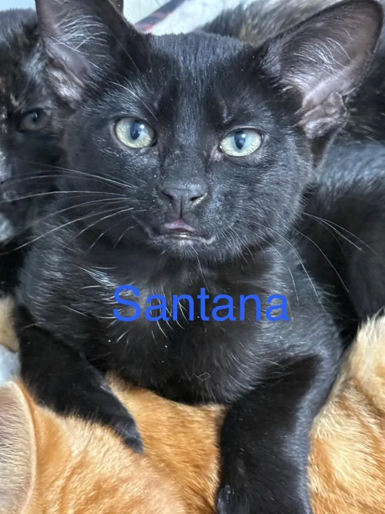 A baby small-sized male Domestic Medium Hair cat named Santana for adoption in Saint Francisville, LA