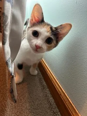 A baby medium-sized female Calico Domestic Short Hair cat named Cora for adoption in Mokena, IL