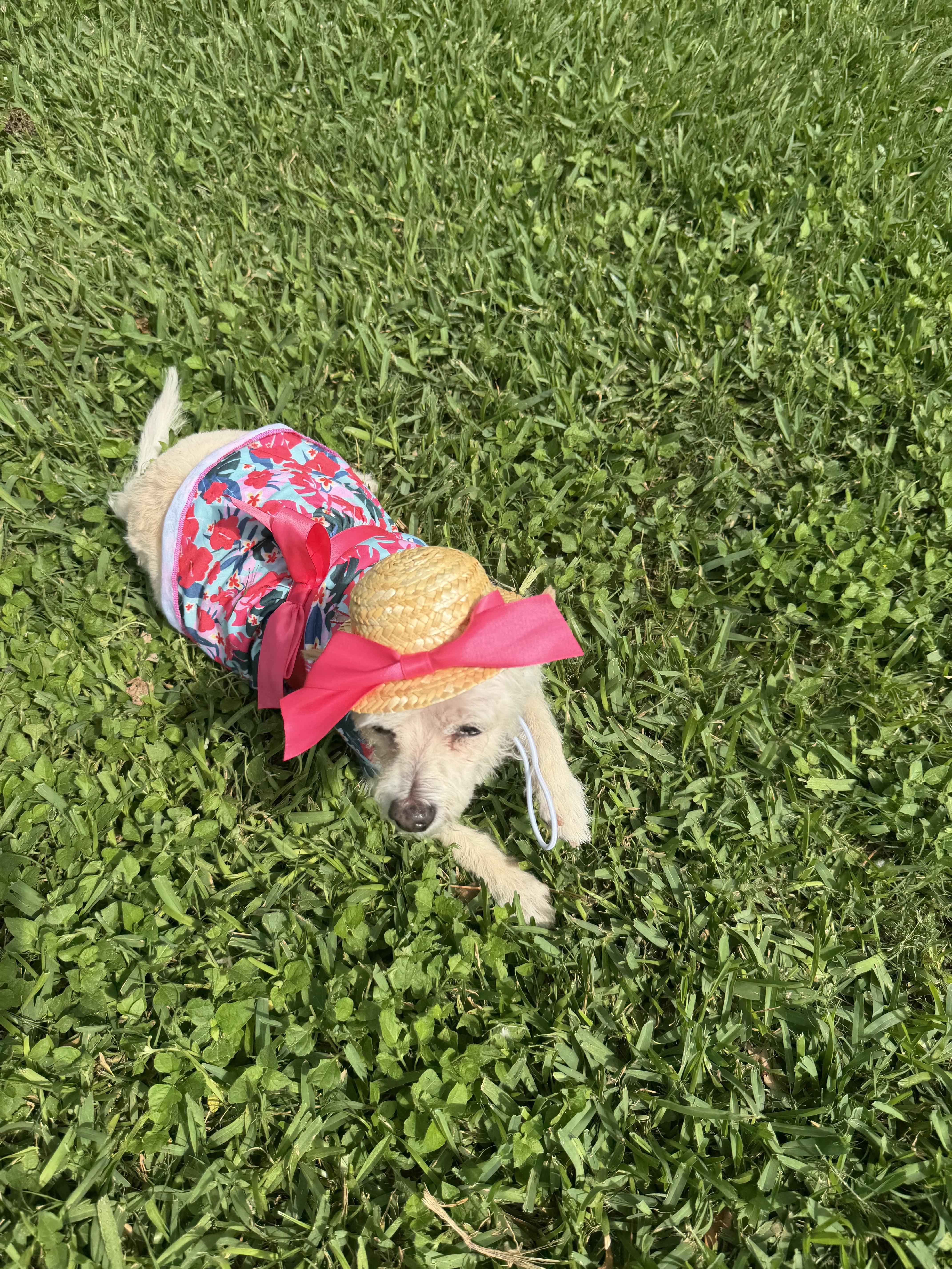 A senior small-sized female Terrier dog named Root Beer for adoption in Tomball, TX