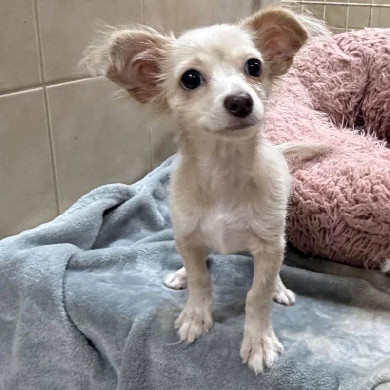 A baby small-sized male Chihuahua dog named Joshie for adoption in Kerrville, TX