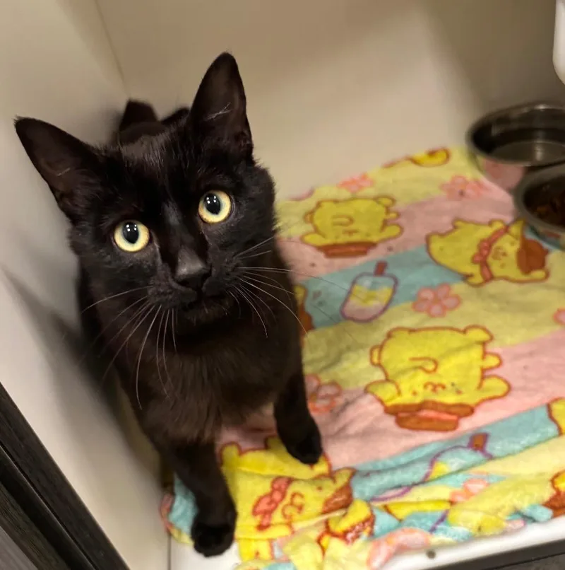 An adult medium-sized female Black Domestic Short Hair cat named Mae for adoption in Frankfort, KY