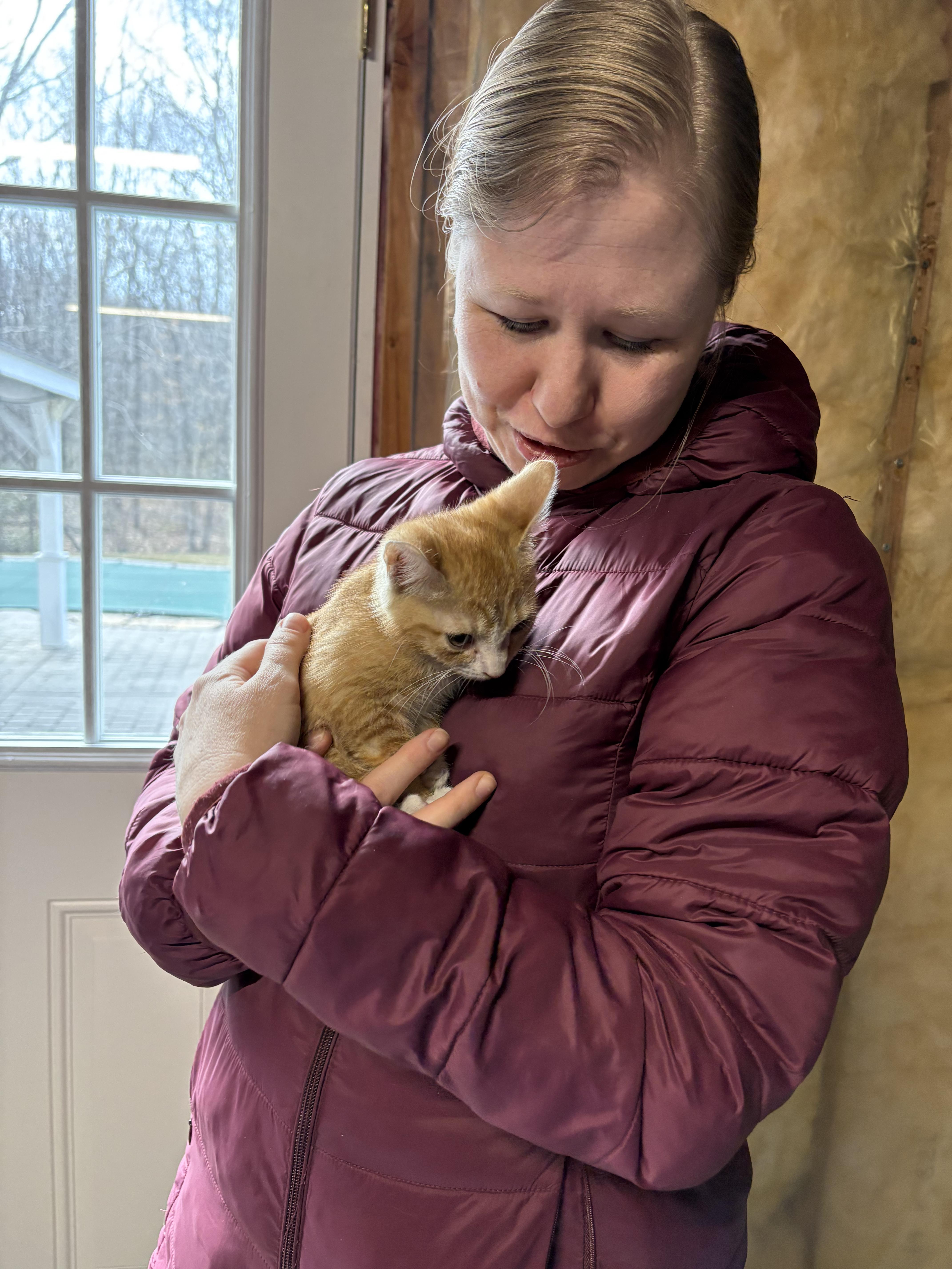 A baby small-sized male Black & White / Tuxedo Domestic Short Hair cat named Toby& Mila Bonded Pair for adoption in New Britain, CT
