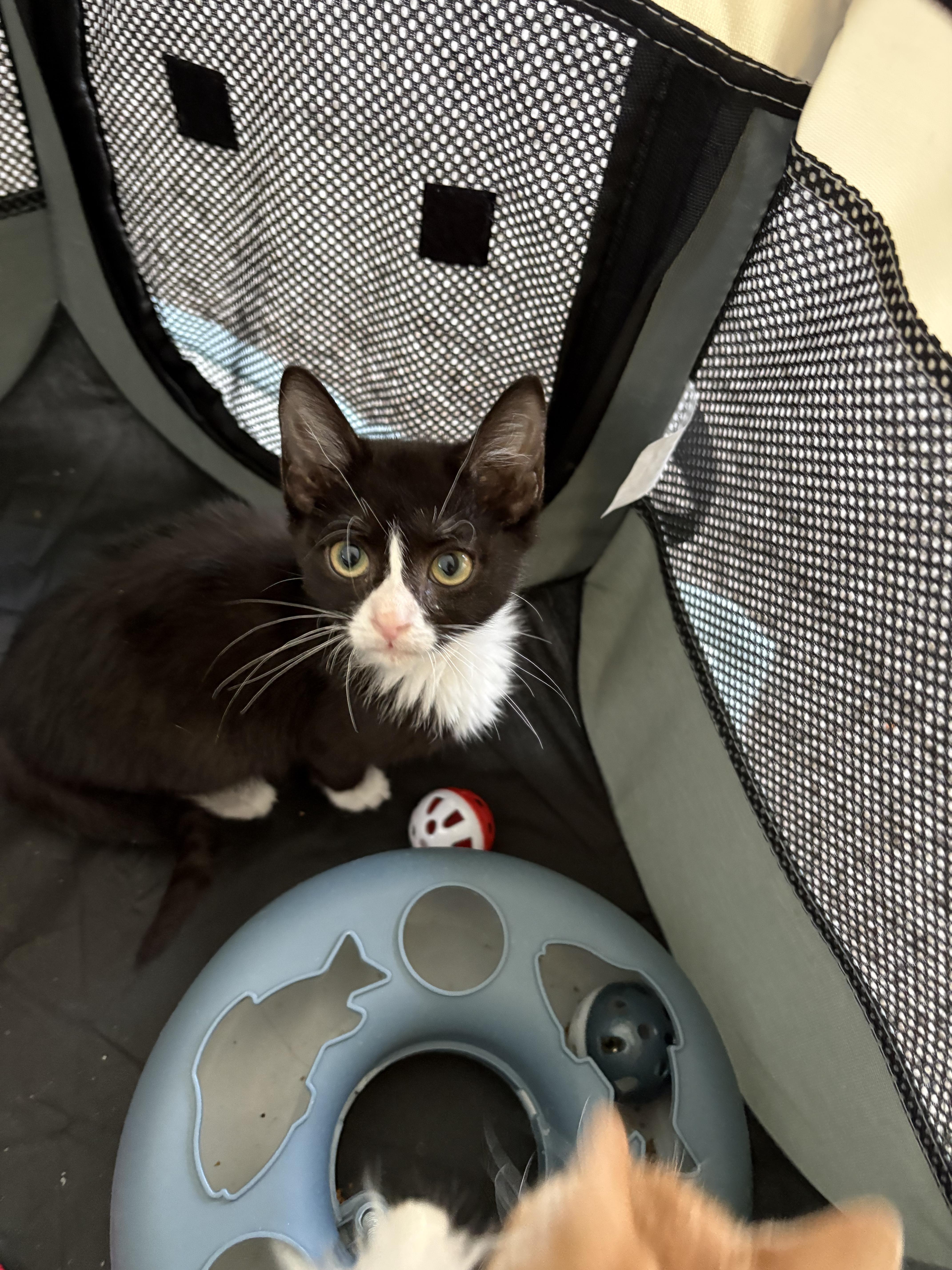 Toby& Mila Bonded Pair thumbnail 4