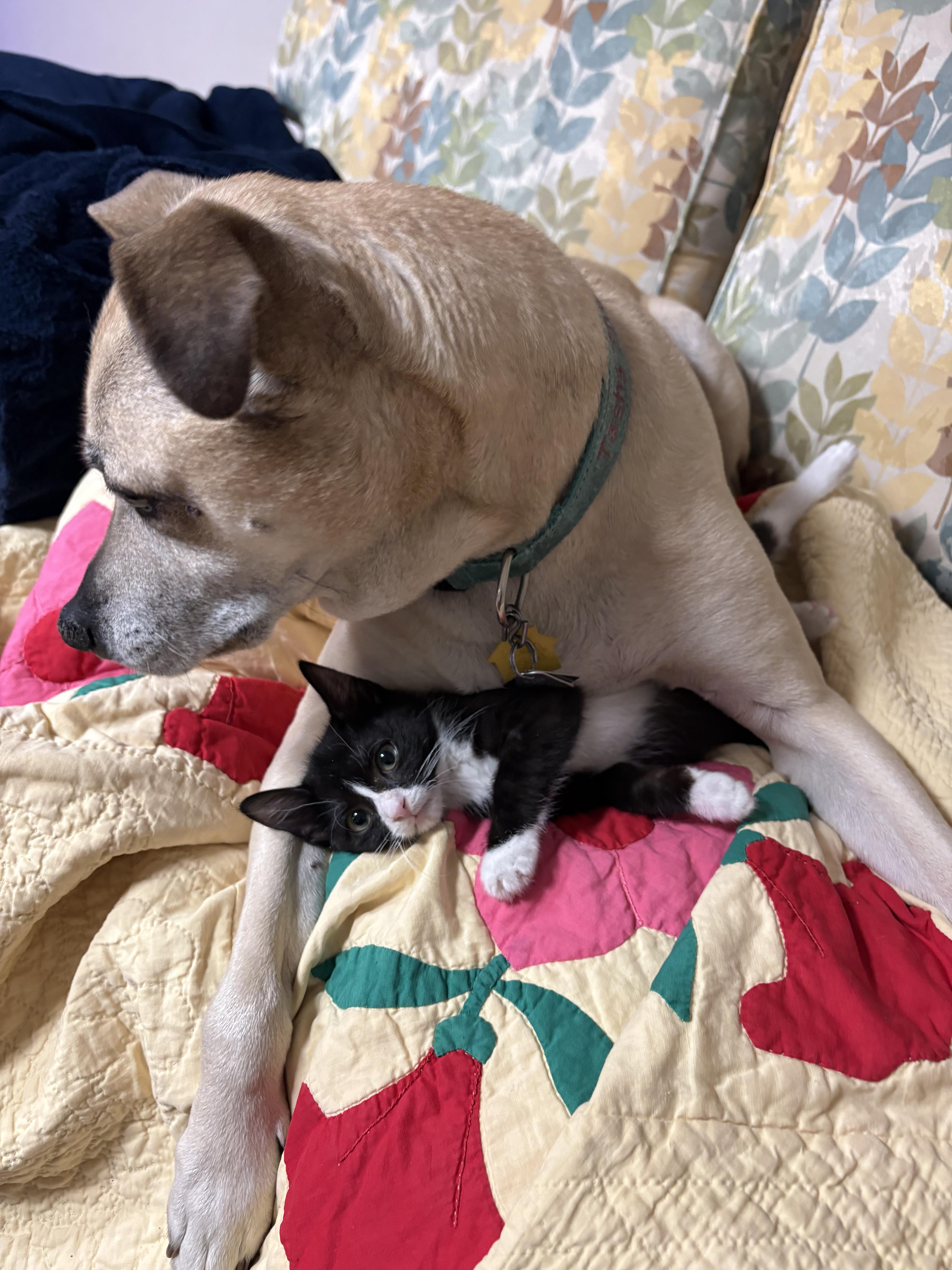 Toby& Mila Bonded Pair thumbnail 5