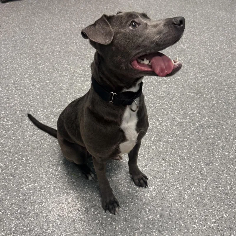 A young small-sized female Gray / Blue / Silver Pit Bull Terrier dog named Maddie for adoption in Houston, TX