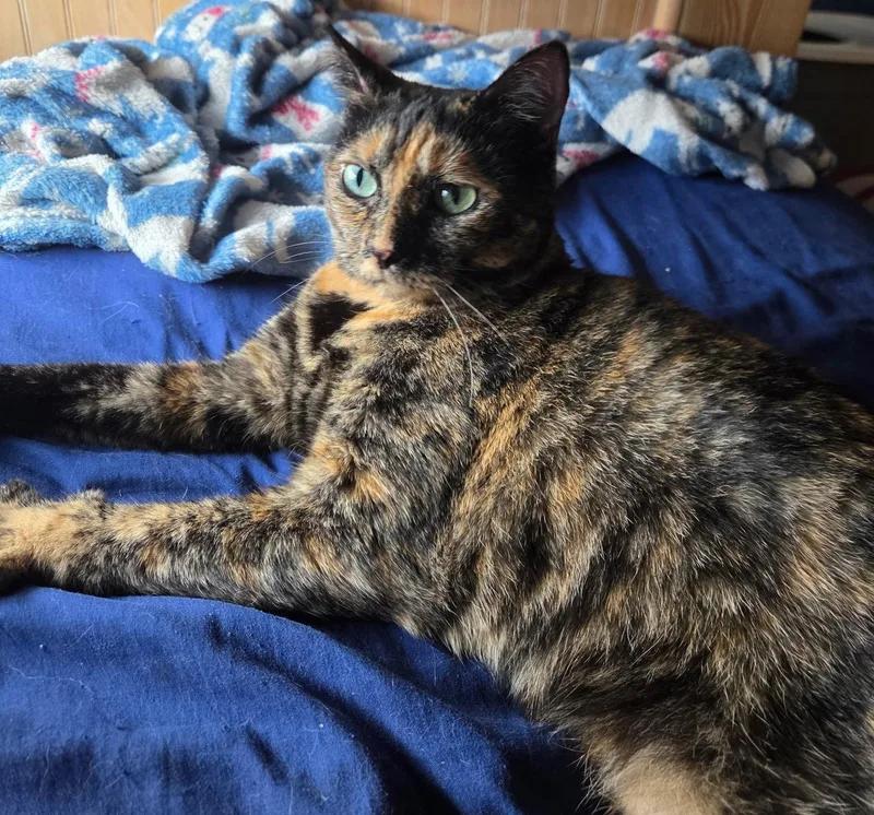 Cinnamon Toast thumbnail 2