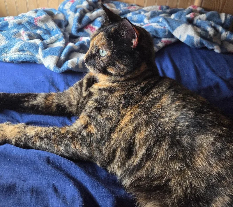 Cinnamon Toast thumbnail 3