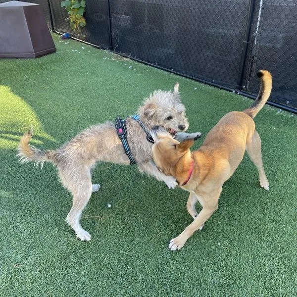 Snickers thumbnail 2