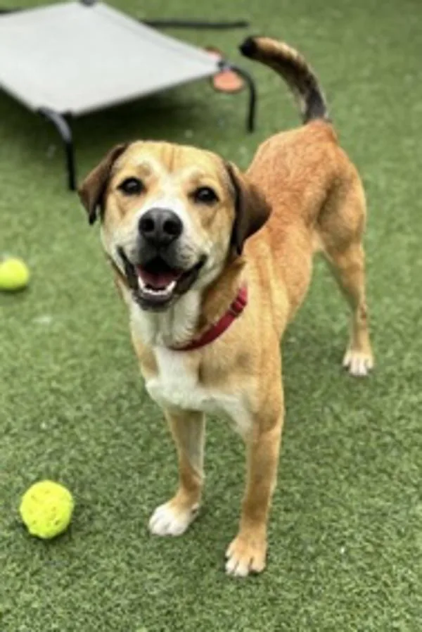 Snickers thumbnail 3