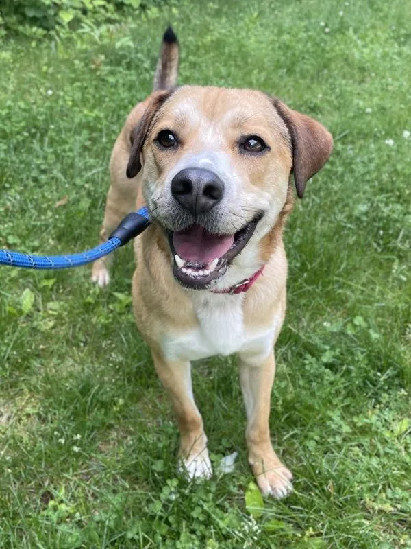 Snickers thumbnail 4