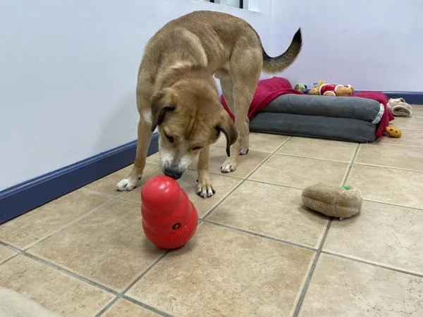 Snickers thumbnail 6