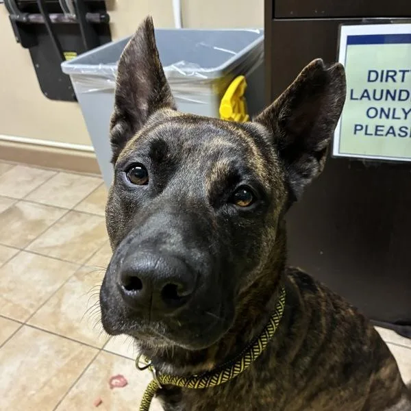 A young large-sized male Dutch Shepherd dog named Jacob for adoption in Troutdale, OR