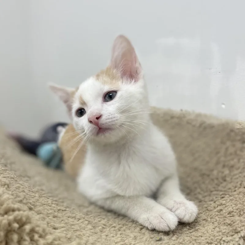 A baby small-sized male Domestic Short Hair cat named Sweetcorn for adoption in Champaign, IL