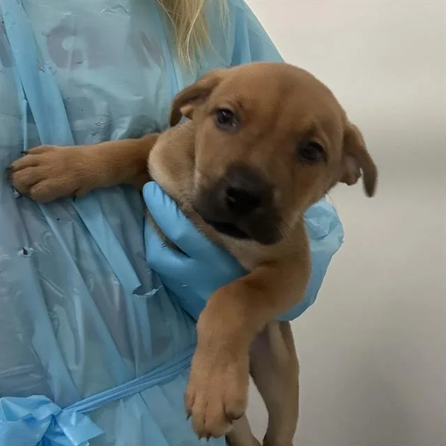 A baby small-sized female American Staffordshire Terrier dog named A for adoption in San Antonio, TX