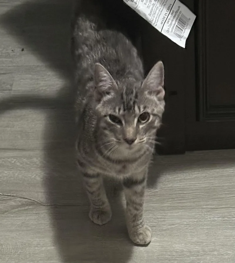 A baby medium-sized male Tabby (Gray / Blue / Silver) Tabby cat named Sheldon for adoption in Salem, NH