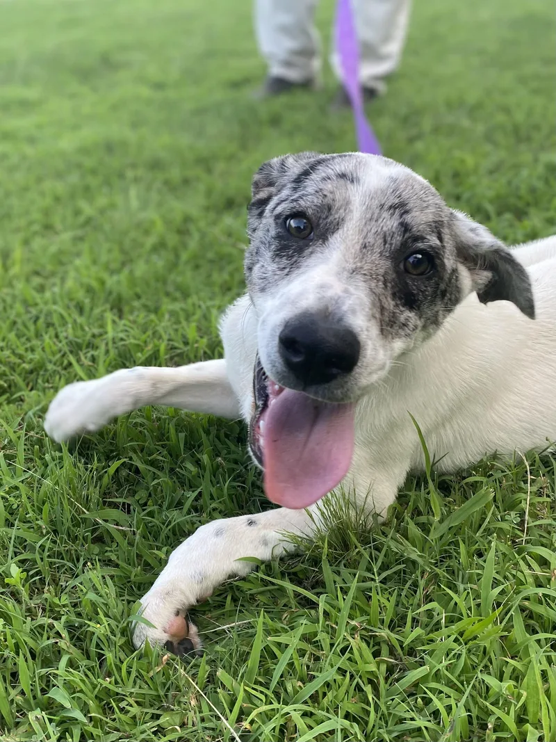 A young medium-sized female White / Cream Catahoula Leopard Dog dog named Liberty for adoption in Chicopee, MA