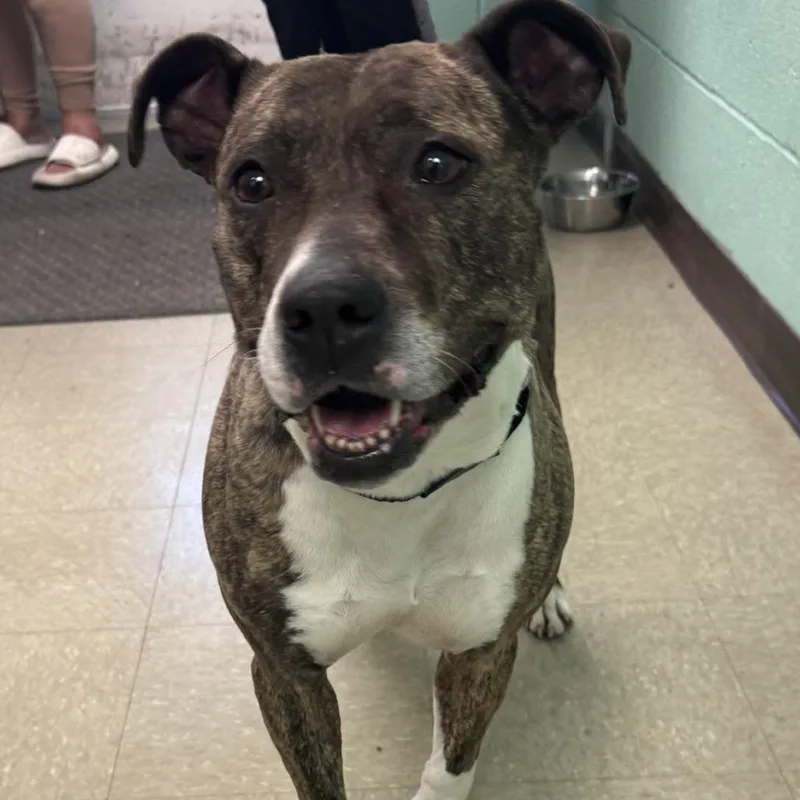 An adult medium-sized female Brindle Pit Bull Terrier dog named Princess Freya for adoption in Birdsboro, PA