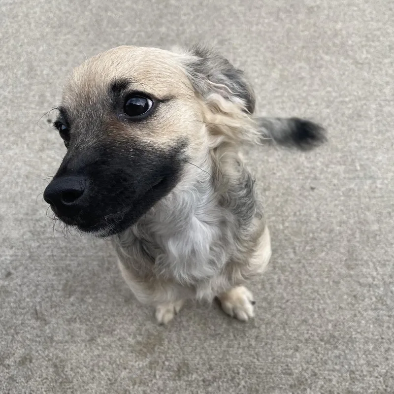 Maisie thumbnail 3