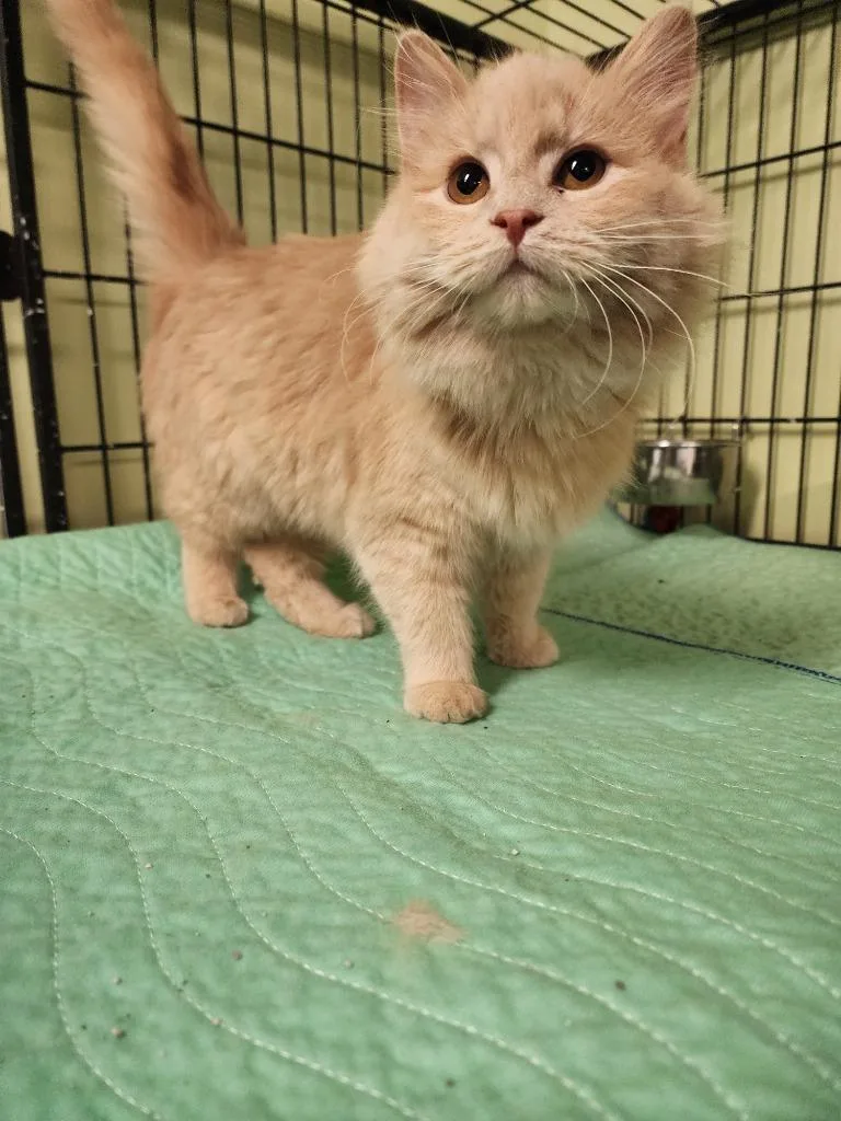 A baby small-sized female Domestic Short Hair cat named September for adoption in Auburn, IN