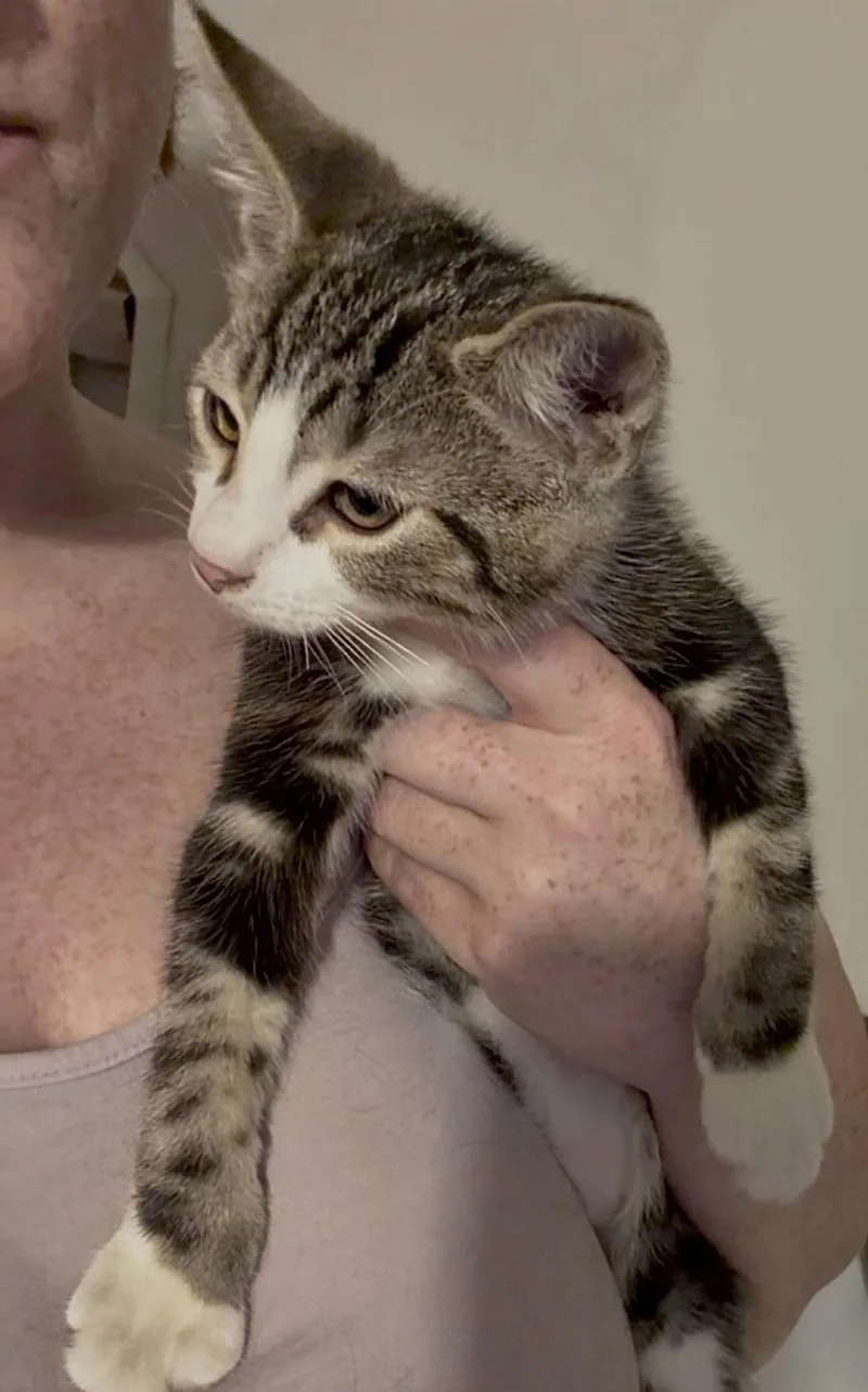 A baby large-sized male Domestic Short Hair cat named Brawler for adoption in Harrisburg, PA