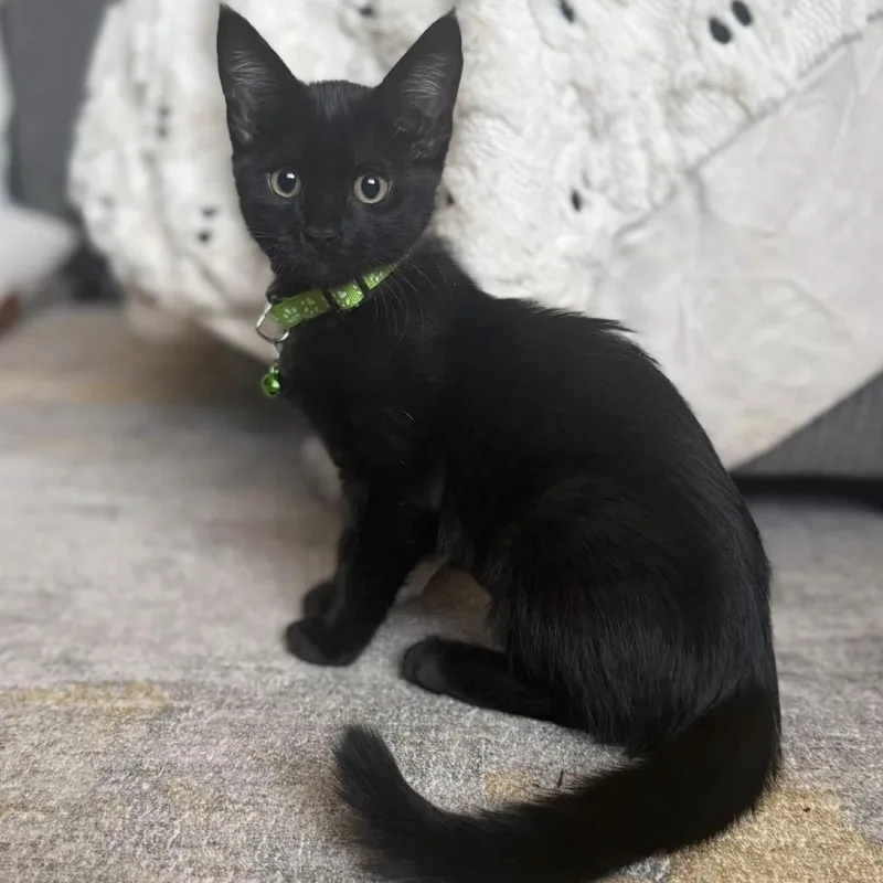 A baby small-sized female Black Domestic Short Hair cat named Wasabi for adoption in Estacada, OR