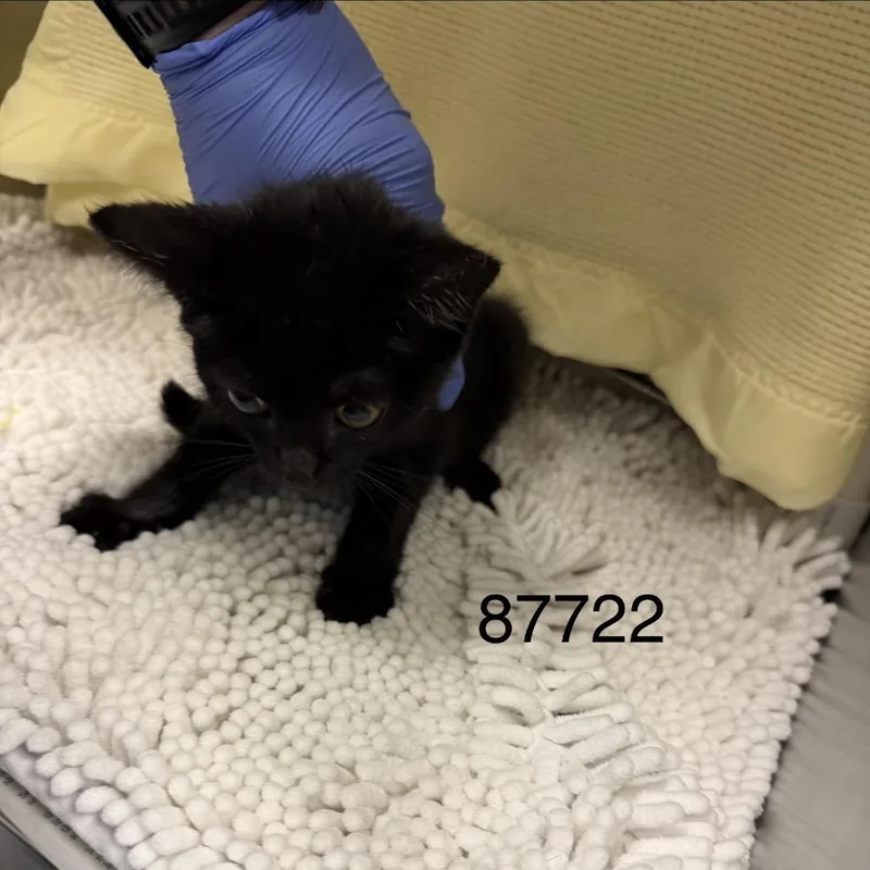 A baby small-sized female Black Domestic Short Hair cat named Gertrude for adoption in Charlottesville, VA
