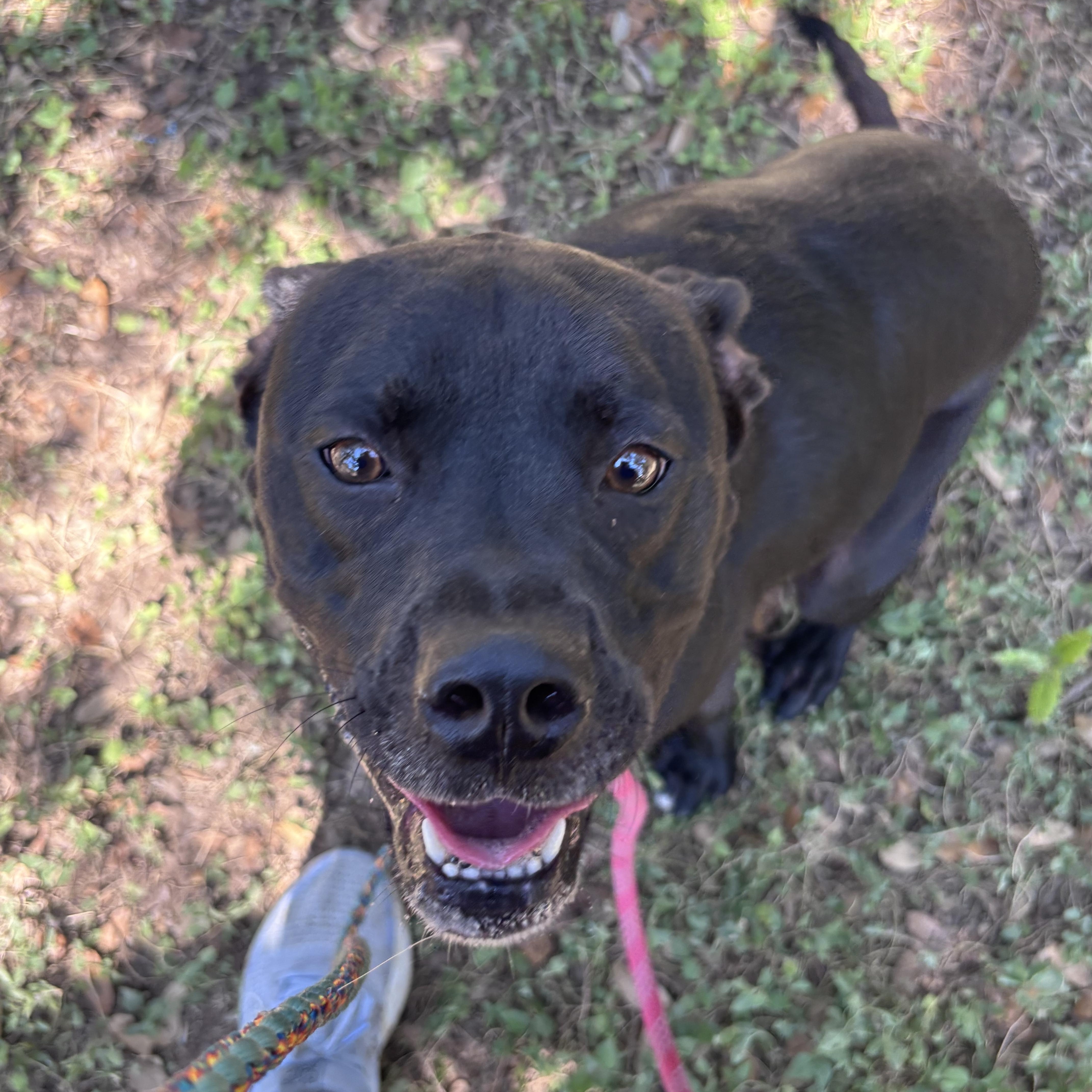 A young medium-sized female Black Labrador Retriever dog named Cocoa for adoption in Blanco, TX