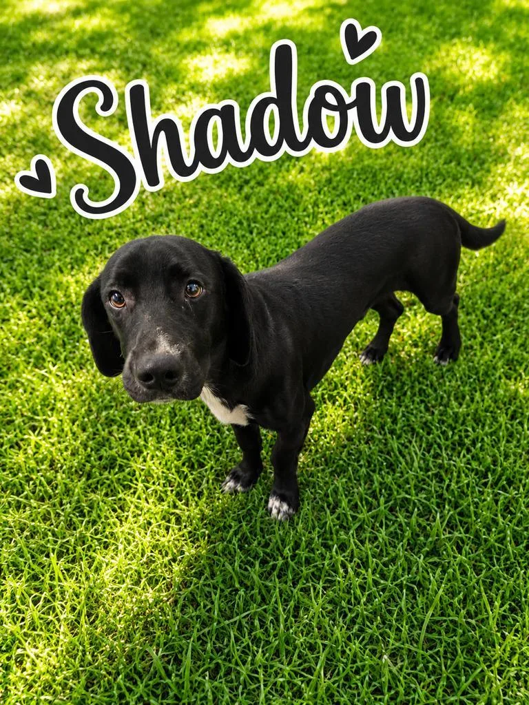 A young medium-sized male Basset Hound dog named Shadow for adoption in Livingston, LA