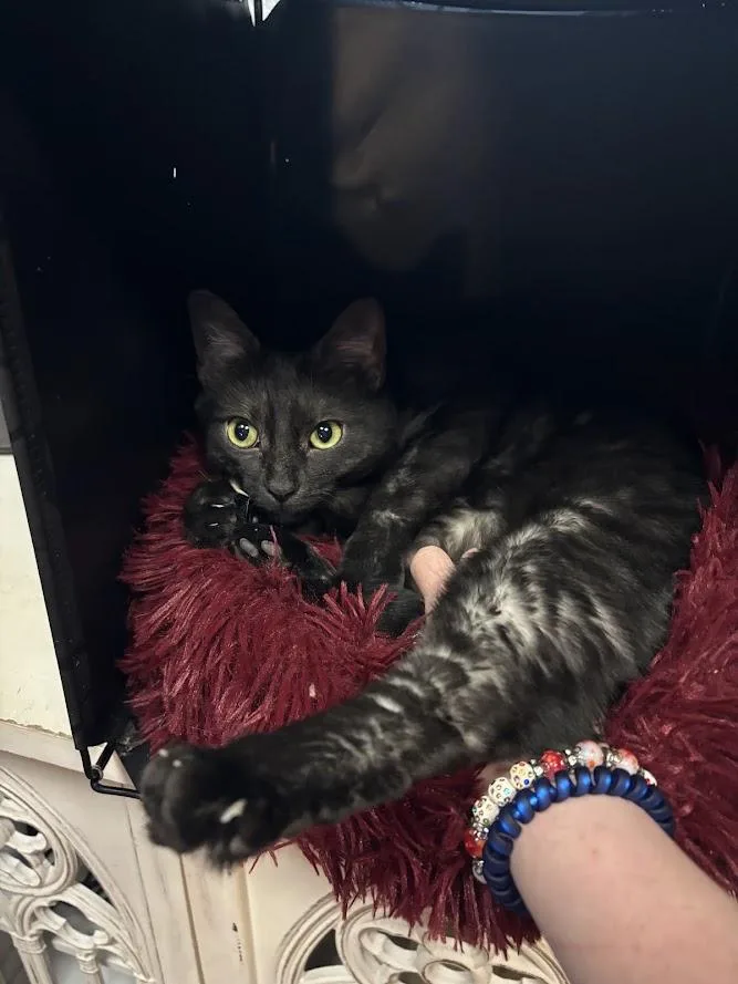 An adult medium-sized female Smoke Domestic Short Hair cat named Mipha for adoption in The Colony, TX