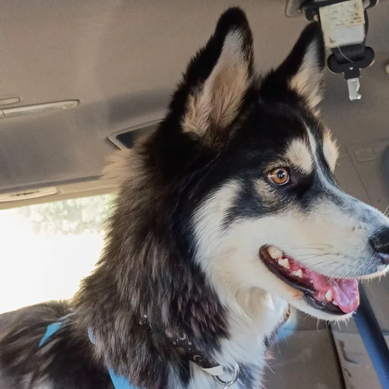An adult medium-sized female White / Cream Husky dog named Shasta for adoption in Tempe, AZ