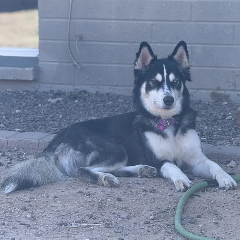Shasta thumbnail 3