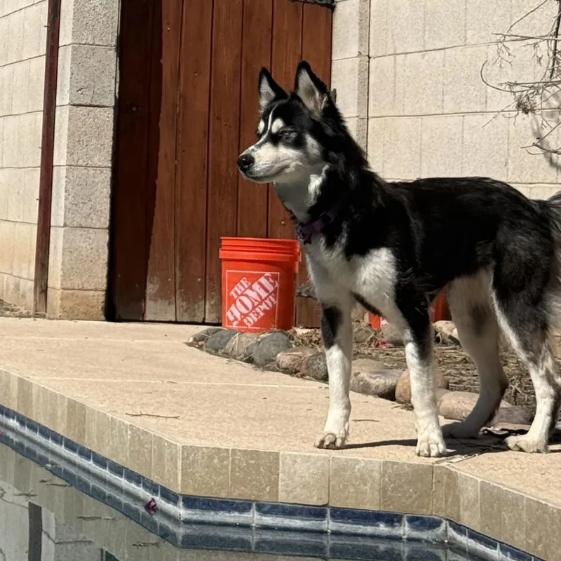 Shasta thumbnail 4
