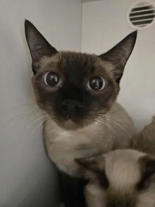 Chai