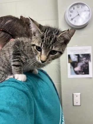 A baby small-sized female Domestic Short Hair cat named Natalia for adoption in Gainesville, FL