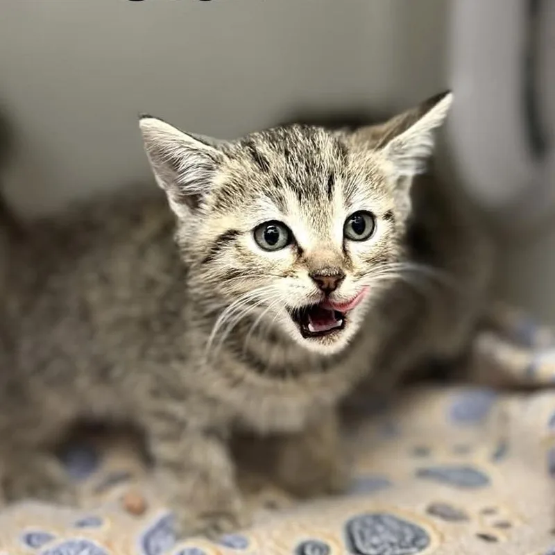 A baby small-sized male Brown / Chocolate Domestic Short Hair cat named Storm for adoption in Caryville, TN
