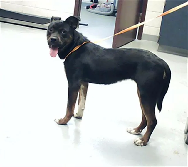 A young small-sized female Pit Bull Terrier dog named Marcella for adoption in Fayetteville, NC