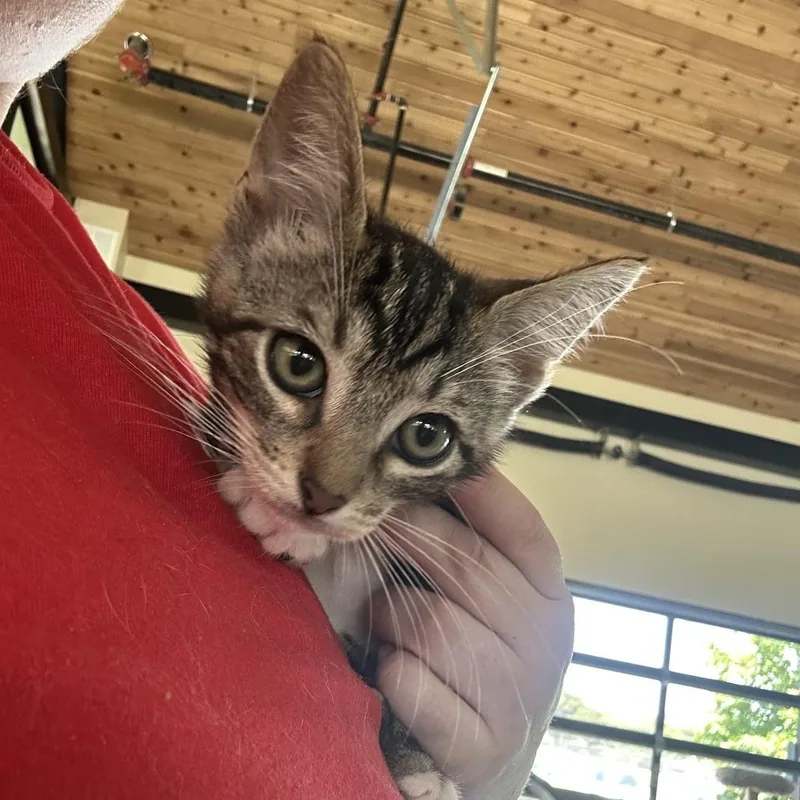 A baby small-sized male Brown / Chocolate Domestic Short Hair cat named Kidney for adoption in Leander, TX