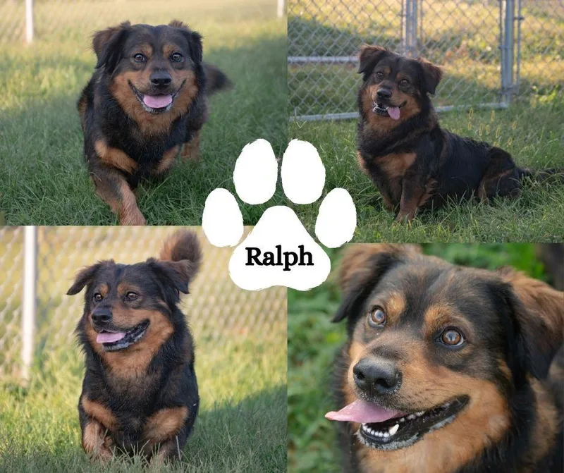 An adult medium-sized male Black Shepherd dog named Ralphie for adoption in Albany, NY