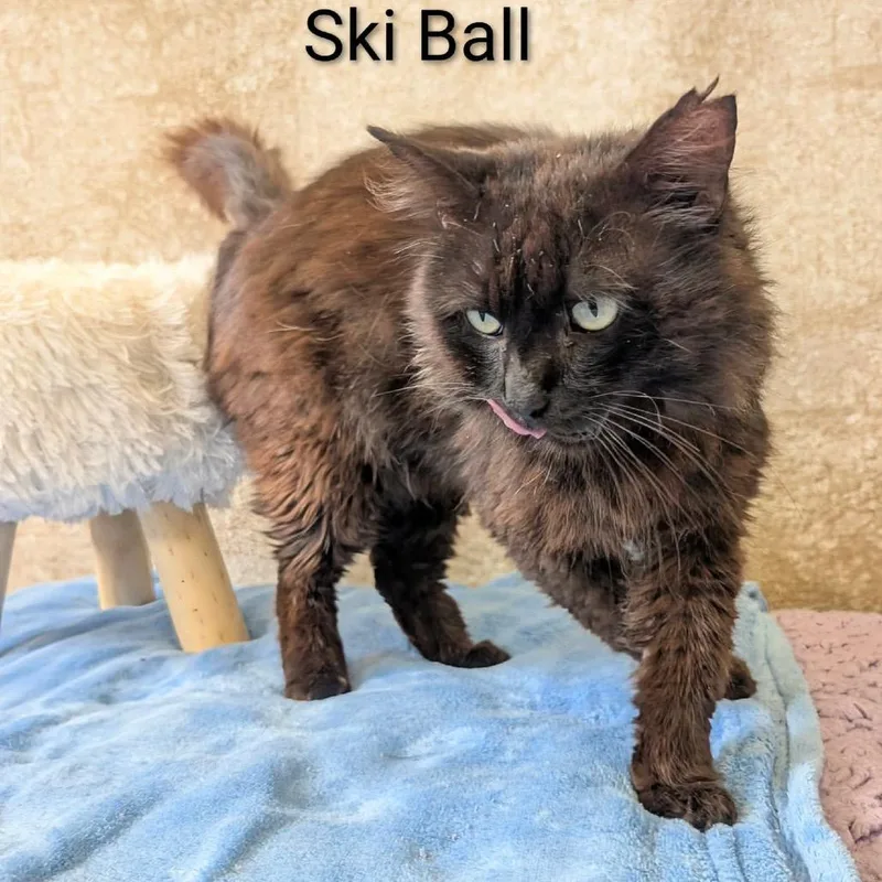 A senior medium-sized male Black Domestic Long Hair cat named Ski Ball for adoption in Parkersburg, WV