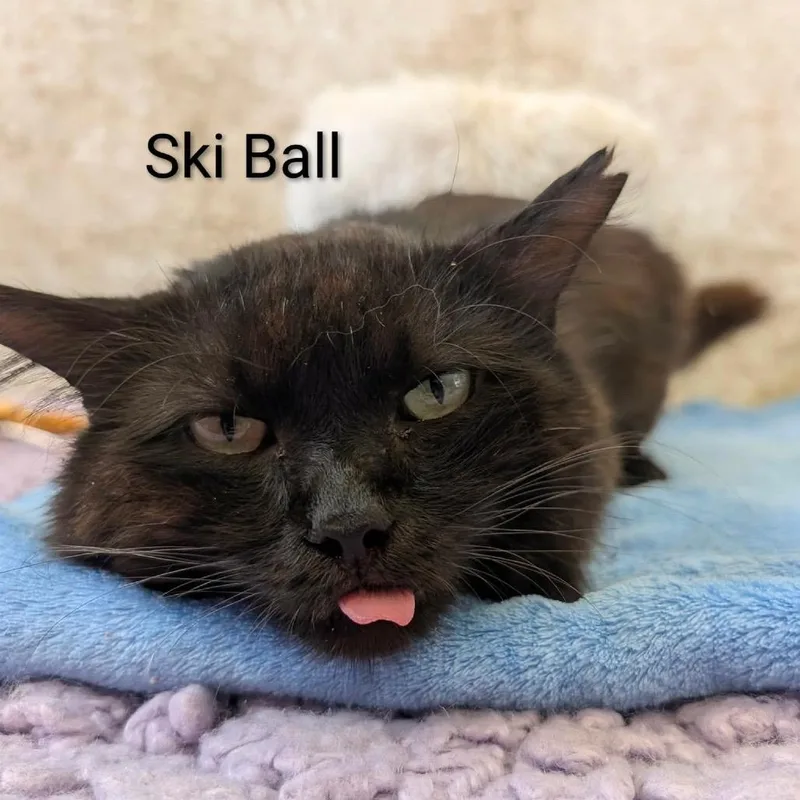 Ski Ball thumbnail 2