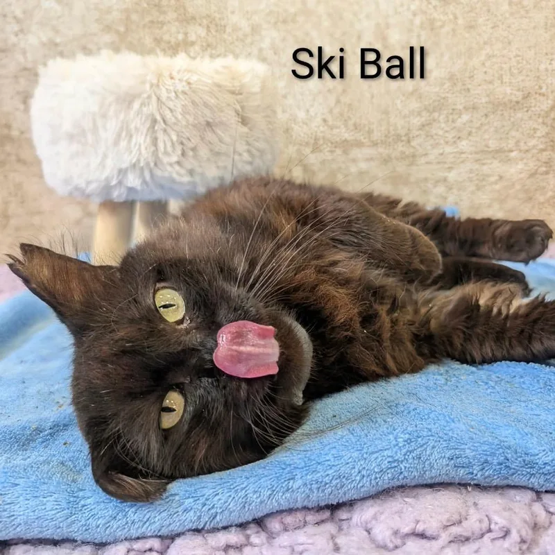 Ski Ball thumbnail 5