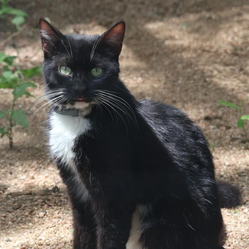 An adult large-sized male Black Domestic Short Hair cat named Mija for adoption in SAN ANTONIO, TX