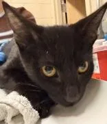 A baby medium-sized male Black Domestic Short Hair cat named Licorice for adoption in Redmond, OR