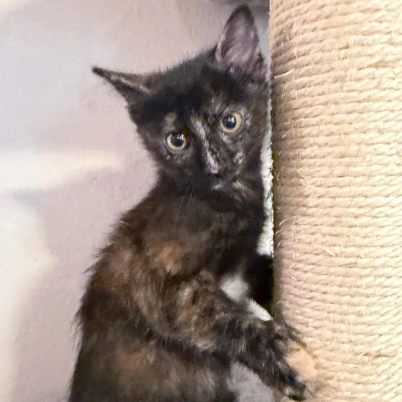 A baby small-sized female Tortoiseshell Domestic Short Hair cat named Nugget for adoption in Midland, TX