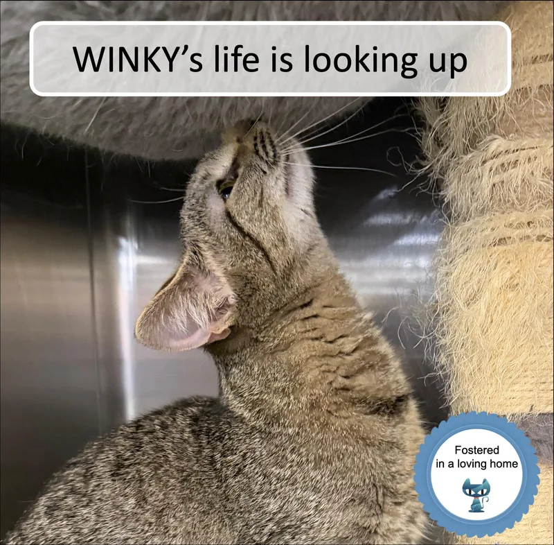 Winky thumbnail 2